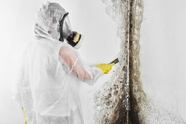 Best Emergency Mold Removal  in Hartford, MI