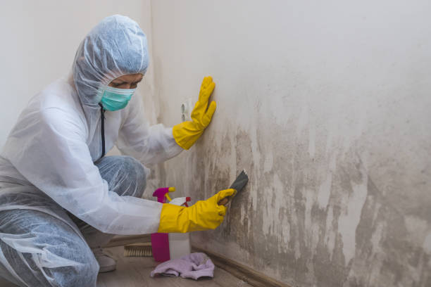  Hartford, MI Mold Removal Pros
