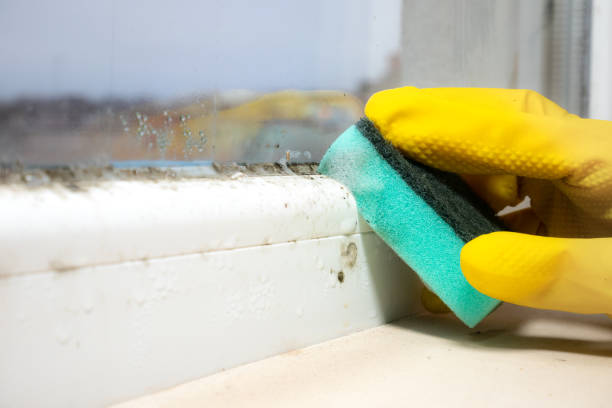 Professional Mold Removal in Hartford, MI