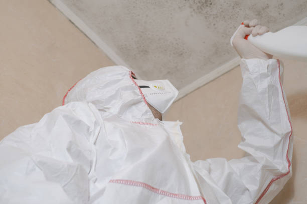 Reliable Hartford, MI Mold Removal Solutions
