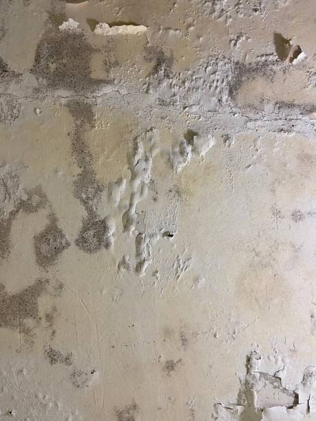 Best Best Mold Removal Companies  in Hartford, MI