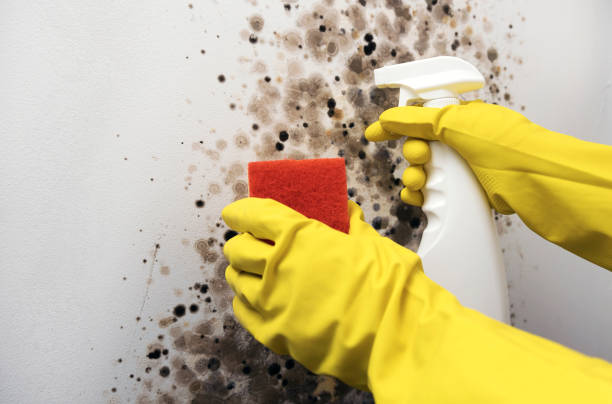 Office Mold Removal Services in Hartford, MI