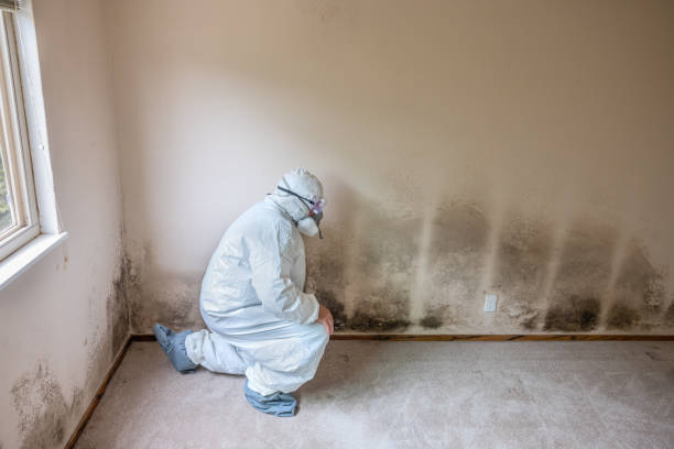 Best Professional Mold Removal  in Hartford, MI
