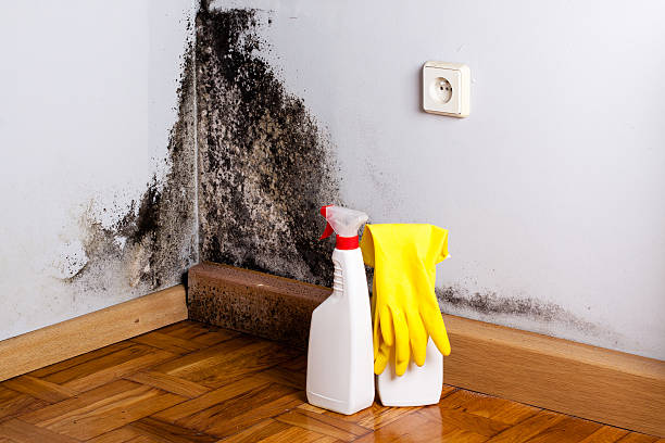 Mold Removal Process in Hartford, MI